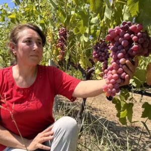 emekli muhendis uzum bahcesiyle hayalini gerceklestiriyor 5ODEiHeS