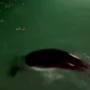 fethiyede nesli tukenme tehlikesindeki fok goruntulendi vka8MUYS