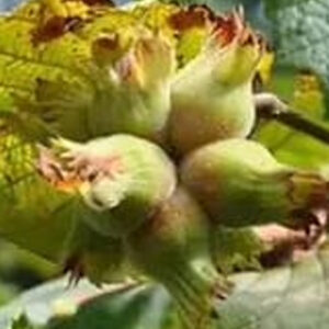 findikta sessiz cokus uretici goc ediyor rekolte eriyor sAbJ8tN2