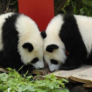 ikiz pandalarin dogum gunu nesesi zpKaw6TX