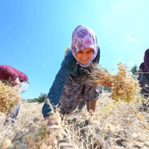 mersinde yerli nohut projesi basariyla devam ediyor xJsNZgEM