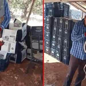 serada yakaladigi yilana su icirip optu o anlar kamerada YBF5ih4l