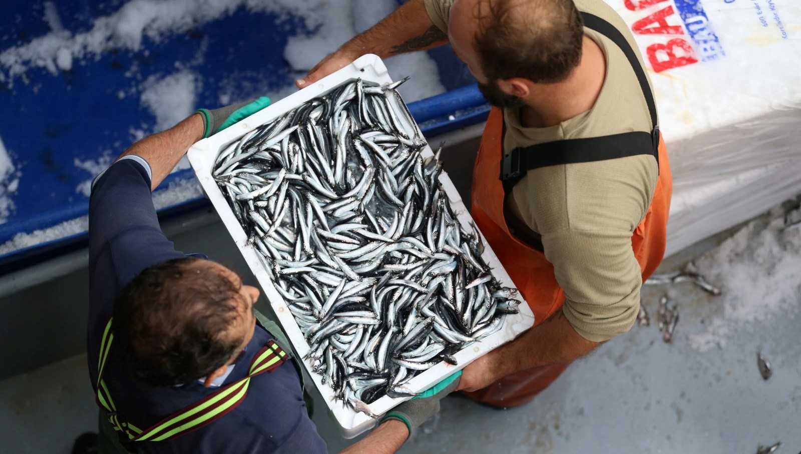 trabzonda hamsi bollugu YsM78xUO