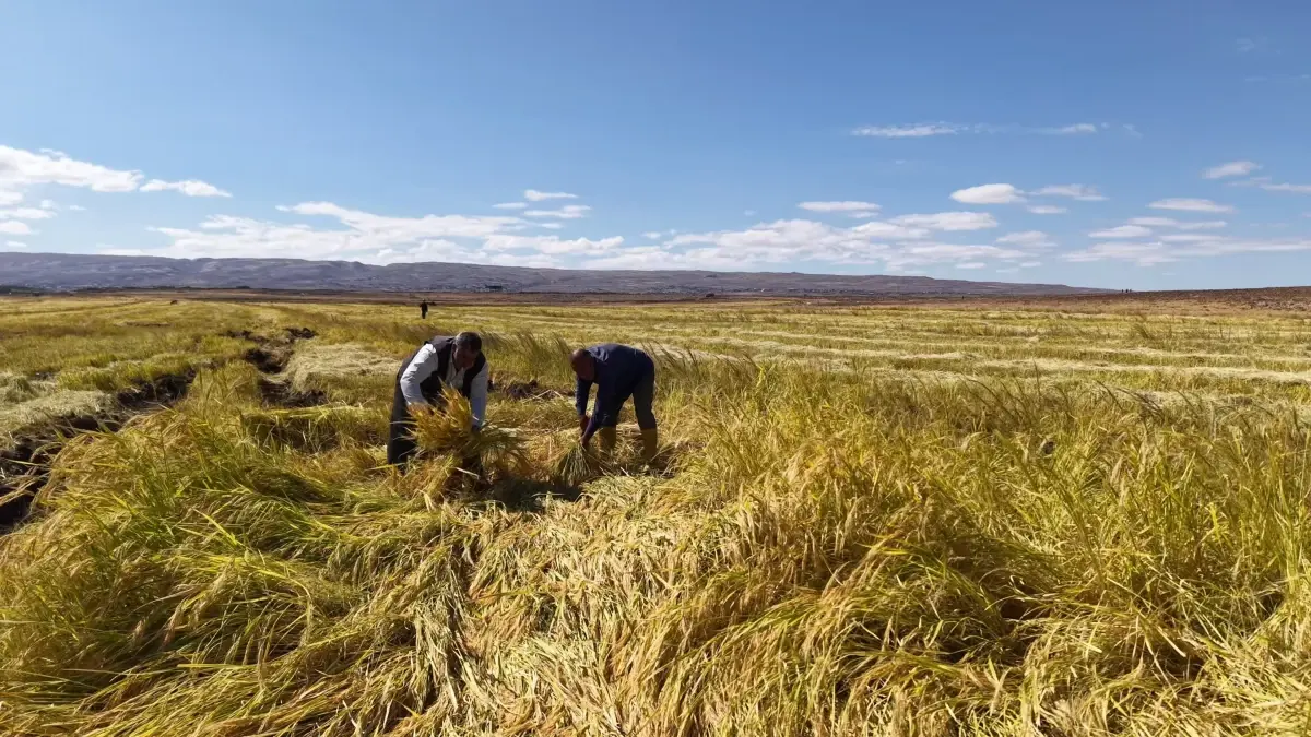 diyarbakirli is insanlari organik pirinc uretimine basladi RqjyT6wM