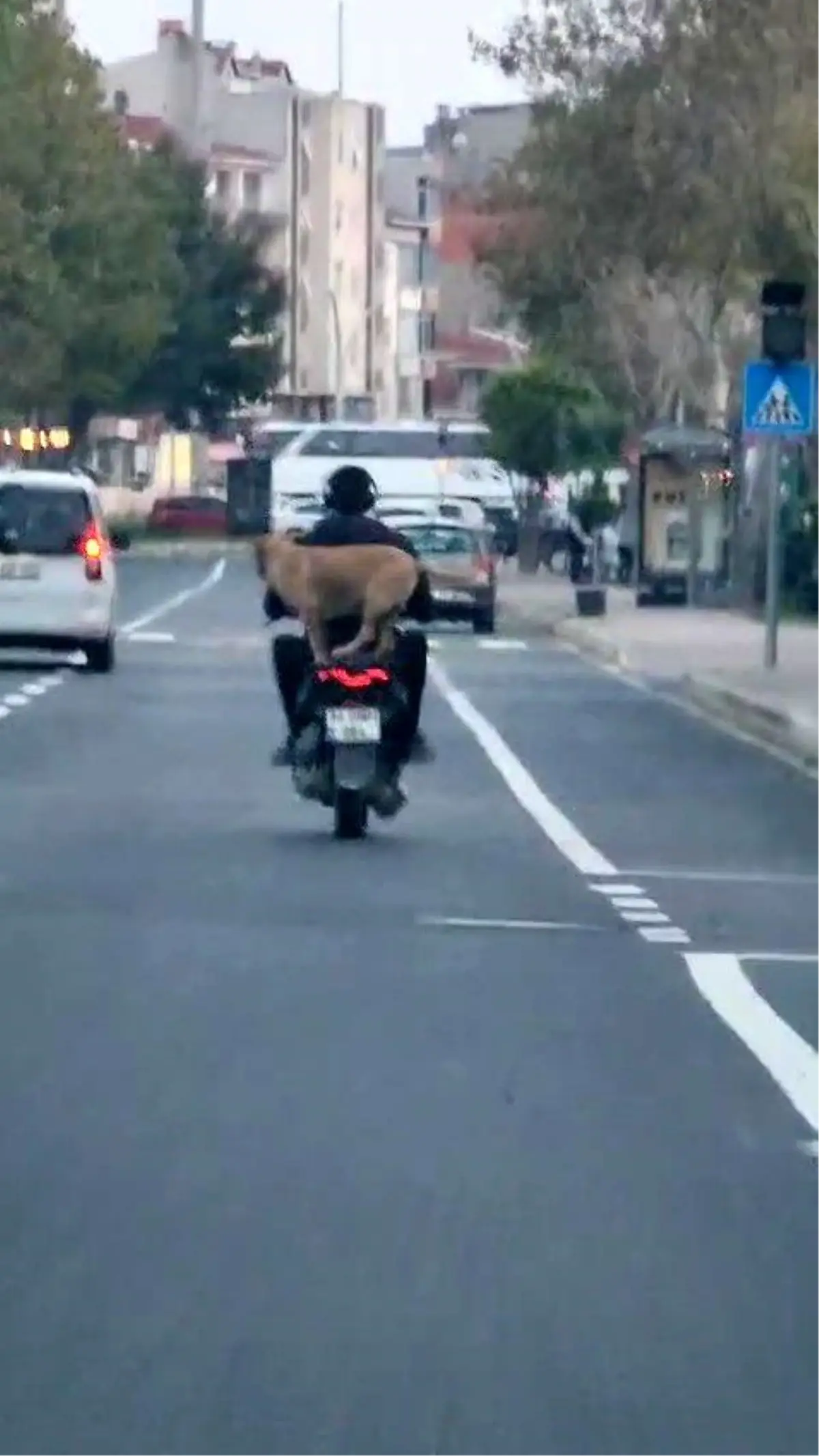 kopek motosiklete bindi neselendirdi 889M19vQ.jpg