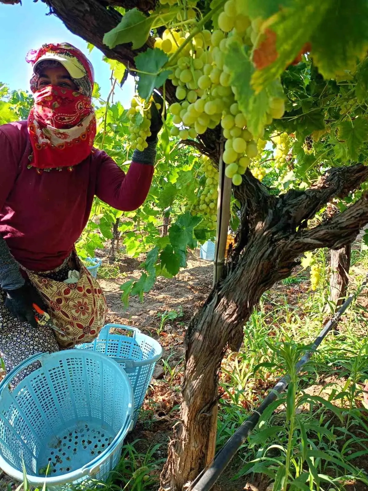 sarigolde uzum hasadi yogun devam ediyor iu6QnWVg