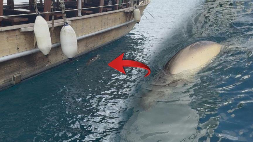 yer bodrum iskelede goren saskina dondu ekmek verip karnini doyurmaya calistik MJTSpiwu.jpg