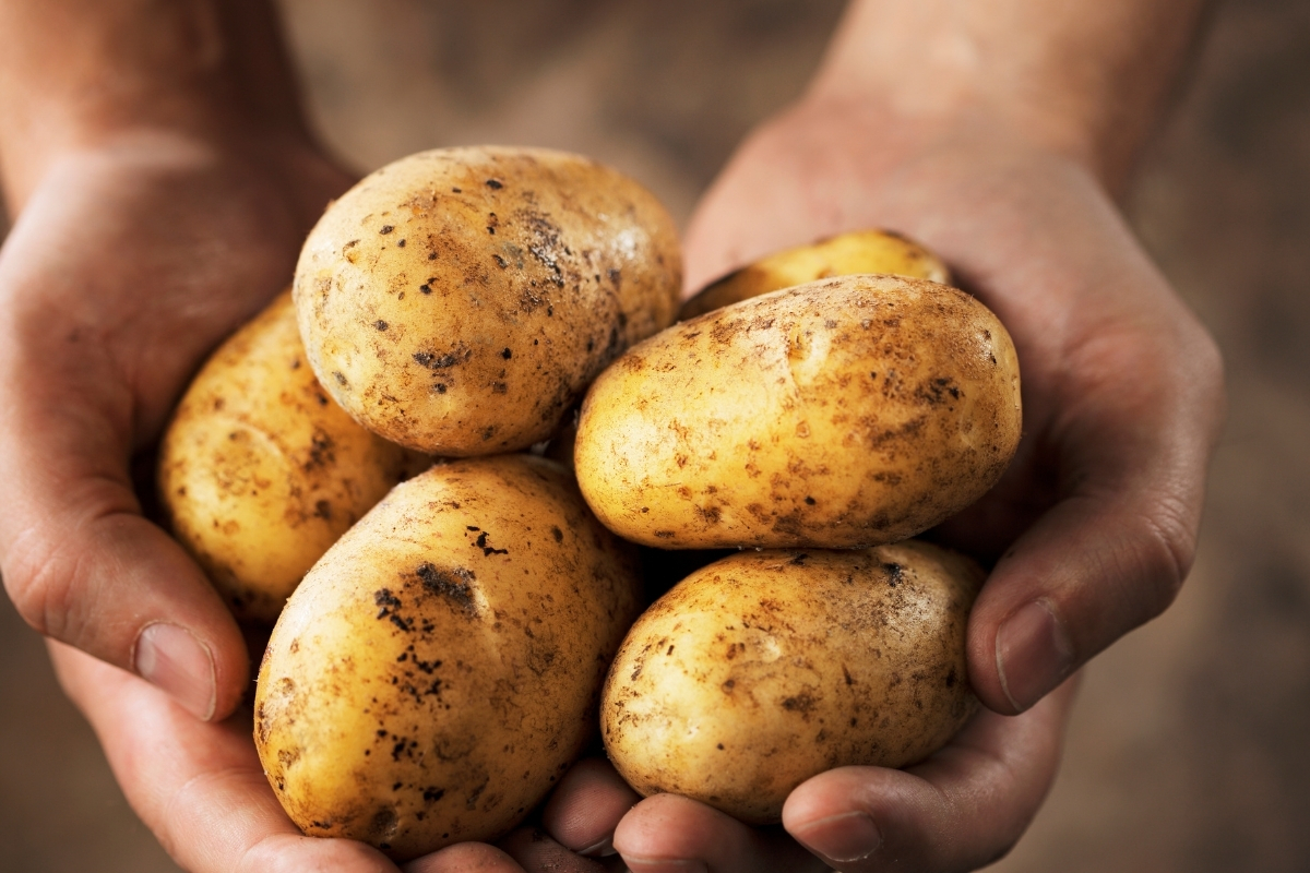 ticaret bakanligi patates fiyatlarindaki artis iddialarini yalanladi ve gercek raf fiyatinin 1275 lira oldugunu acikladi C4MDBFkn.jpg