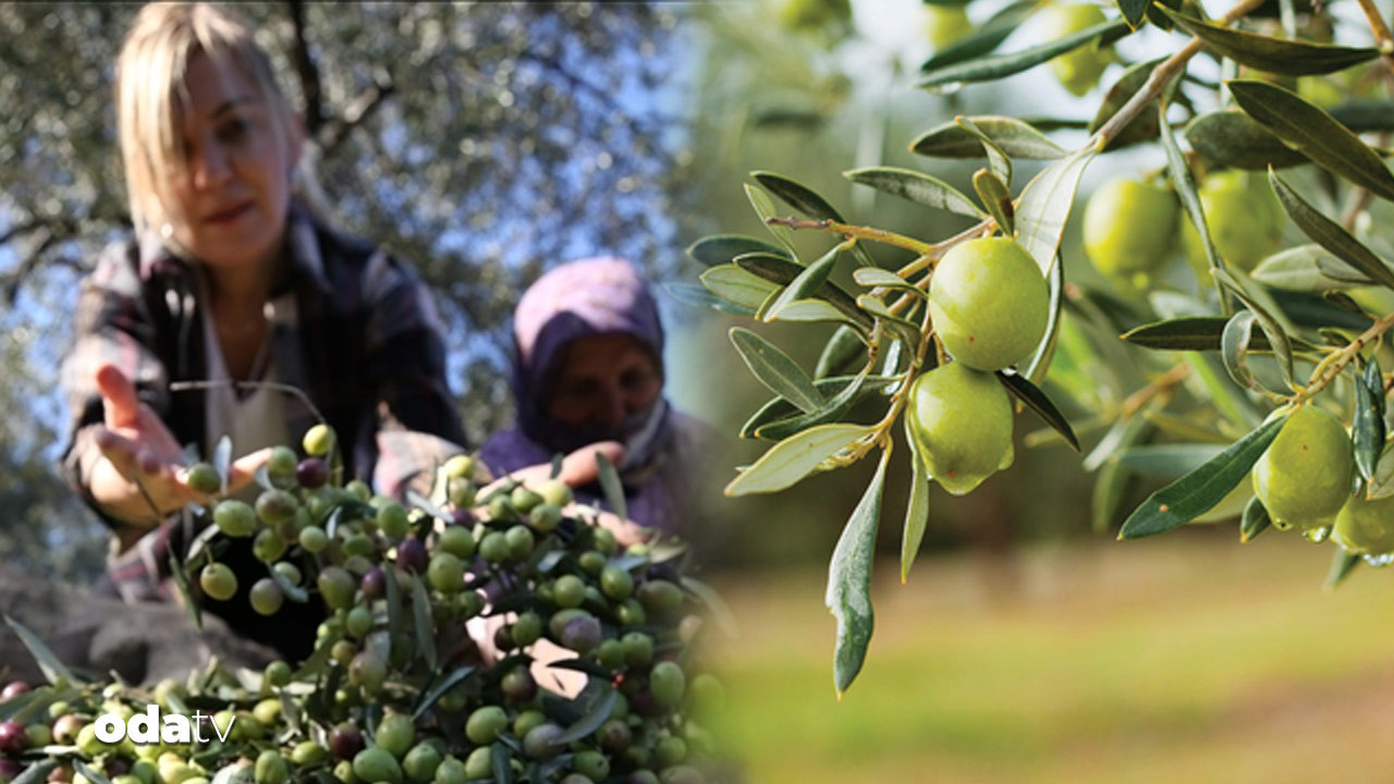 zeytinde yok yili denildi alim fiyatlari belli oldu pDwsjcTD.jpg