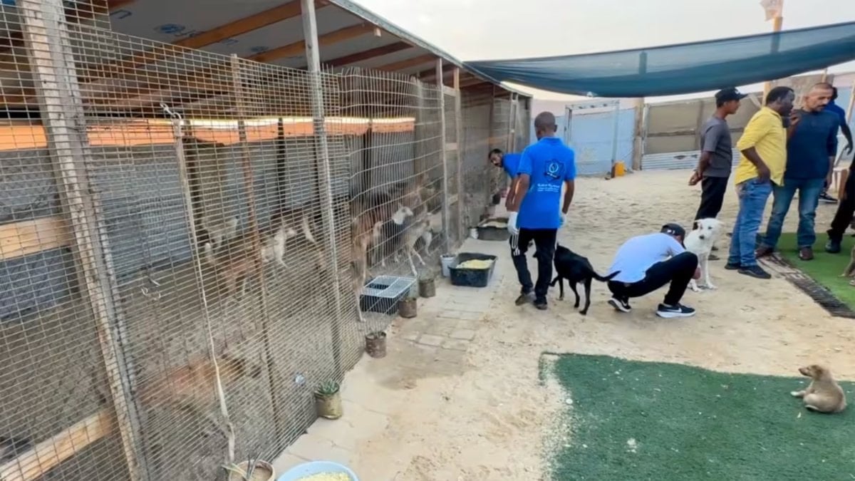 Gazze’nin tek hayvan barınağının çalışanları yemeklerini hayvanlarla paylaştı