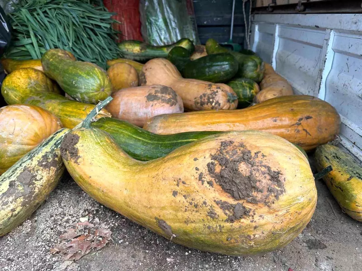 Osmangazi’de 30 kilogramlık Kıbrıs bal kabağı yetiştirildi